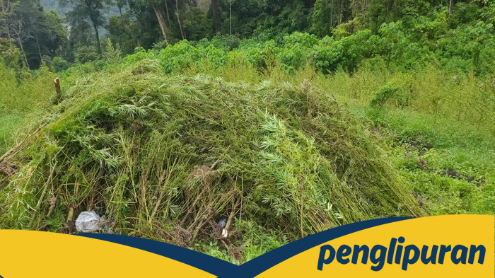 **Terungkap! Modus Pengangkutan Ganja di Gayo Lues: Dihanyutkan Melalui Sungai**