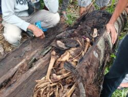 **Misteri Kerangka Manusia dalam Pohon di Sumut Terpecah: Warga Hilang 2 Tahun Lalu**