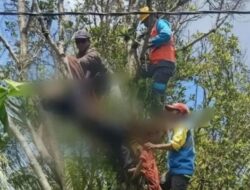 **Tragedi Muda: Pemuda Pemalang Tewas Tersetrum saat Tebang Pohon Cengkeh**