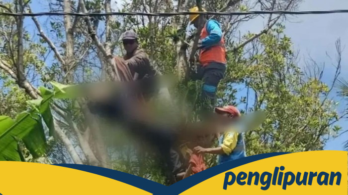 **Tragedi Muda: Pemuda Pemalang Tewas Tersetrum saat Tebang Pohon Cengkeh**