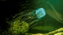 Tragis! Balita Rusia Tewas Akibat Ubur-ubur di Pantai Malaysia, Petinggi Sebut Keamanan Perlu Ditingkatkan