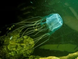 Tragis! Balita Rusia Tewas Akibat Ubur-ubur di Pantai Malaysia, Petinggi Sebut Keamanan Perlu Ditingkatkan