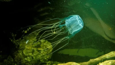 Tragis! Balita Rusia Tewas Akibat Ubur-ubur di Pantai Malaysia, Petinggi Sebut Keamanan Perlu Ditingkatkan