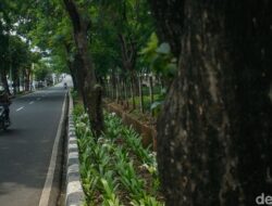 Pemprov Jakarta Pangkas 163 Pohon Rawan Tumbang, Ancam Hidup Warga!