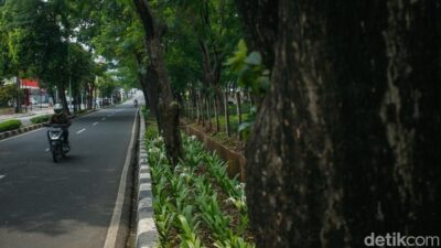 Pemprov Jakarta Pangkas 163 Pohon Rawan Tumbang, Ancam Hidup Warga!