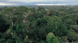 Berlin Siap Curi Perhatian dengan 1 M Euro ke Hutan Brasil