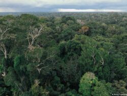 Berlin Siap Curi Perhatian dengan 1 M Euro ke Hutan Brasil