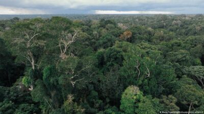 Berlin Siap Curi Perhatian dengan 1 M Euro ke Hutan Brasil
