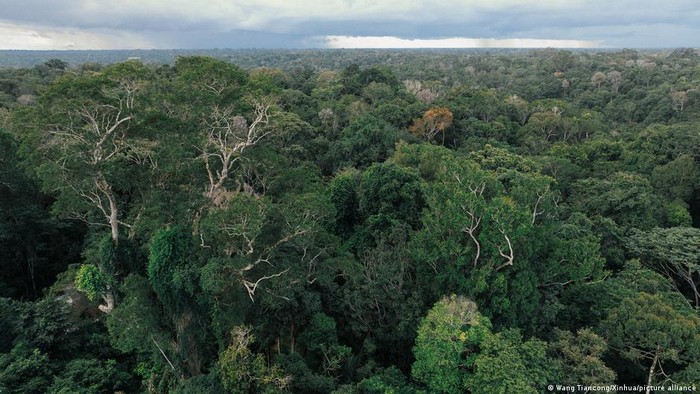 Berlin Siap Curi Perhatian dengan 1 M Euro ke Hutan Brasil