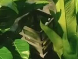 🚨 VIRAL! Lampu Taman Cibinong Hilang, Diduga Dicuri, Siapa Pelakunya?