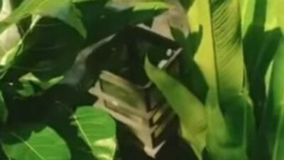 🚨 VIRAL! Lampu Taman Cibinong Hilang, Diduga Dicuri, Siapa Pelakunya?