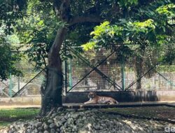 Harimau Ragunan Terlantar, Pengelola Sebut Masalah 2022 Kembali Viral!