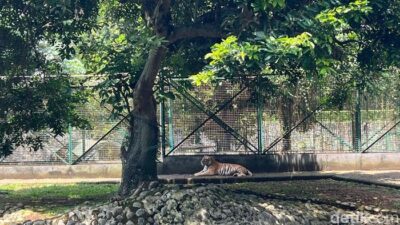 Harimau Ragunan Terlantar, Pengelola Sebut Masalah 2022 Kembali Viral!