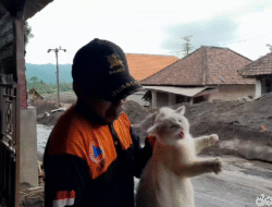 “2 Anabul Dievakuasi Setelah Terjebak 4 Hari di Bawah Debu Semeru: Kisah Menyentuh dari Relawan”