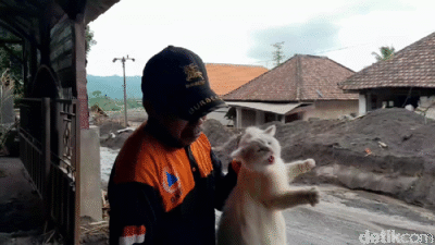 “2 Anabul Dievakuasi Setelah Terjebak 4 Hari di Bawah Debu Semeru: Kisah Menyentuh dari Relawan”