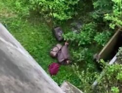 Bareskrim Ambil Alih Kasus Ekstasi, Apa yang Terjadi di Lampung Usai Kecelakaan Mobil?