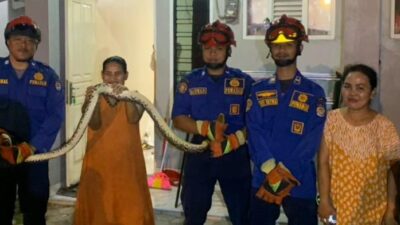 “Sanca 2,5 Meter Nangkring di Toilet, Damkar Depok Beraksi!”