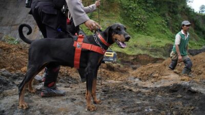 Anjing Pelacak Bantu Polisi Sisir Lokasi Penyebuangan Alvaro di Tenjo