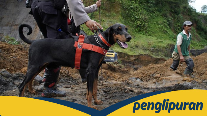 Anjing Pelacak Bantu Polisi Sisir Lokasi Penyebuangan Alvaro di Tenjo