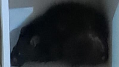 Tikus Besar Masuk Rumah-Serang Bocah di Bogor, Warga Hubungi Damkar – Update 1