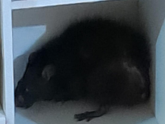 Tikus Besar Masuk Rumah-Serang Bocah di Bogor, Warga Hubungi Damkar - Update 1