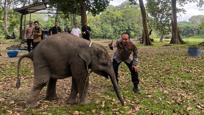 Kapolda Riau Berdiri di Belakang Gajah Sumatera, Dukung Gerakan 'Save Tesso Nilo' Bergema