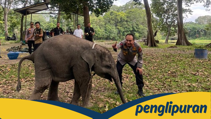 Kapolda Riau Berdiri di Belakang Gajah Sumatera, Dukung Gerakan 'Save Tesso Nilo' Bergema